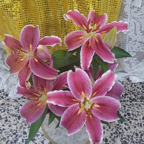 2o-Dia-do-Triduo-de-Sao-Francisco-02-10-25-19