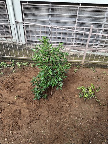 Pe-de-Manaca-plantado-em-homenagem-ao-papa-Francisco-26-04-25-30